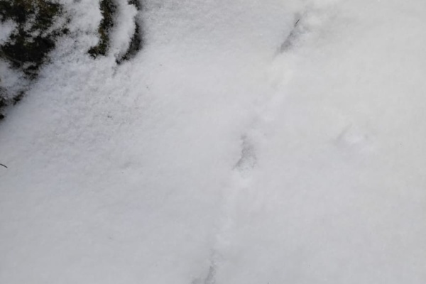 Экологи посчитают диких животных