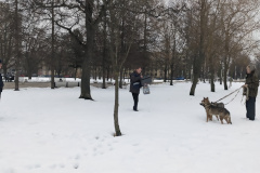 В Петербурге провели рейд по местам выгула собак