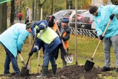В Калининском районе дважды пройдёт акция по посадке деревьев