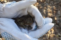 Более 27 тысяч амфибий мигрировали к берегам Сестрорецкого разлива