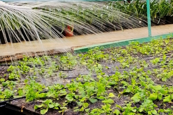 В Приморском парке Победы продолжаются работы в зимней оранжерее