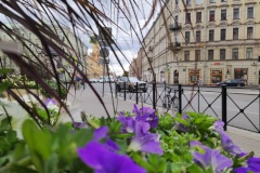 К Петербургскому экономическому форуму город украсят новые цветочные композиции