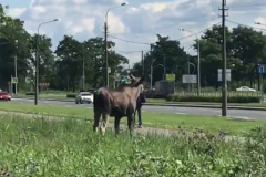 Лося вернули в лес