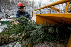 В Калининском стартовала традиционная акция по сбору и переработке новогодних елей в щепу