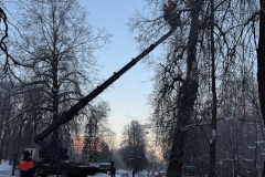 В Ломоносове провели омоложение двухсотлетней липы