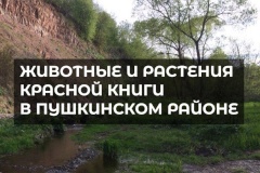Сегодня в День водных ресурсов расскажем о реке Поповка в Павловске - памятнике природы регионального значения.
