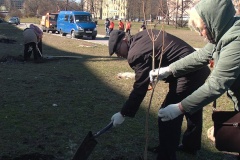В рамках акции "Лес Победы" в Кировском районе было высажено 130 деревьев