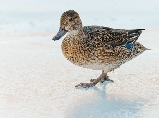 ЦПКиО им. С. М. Кирова стал одной из площадок всероссийской акции «Серая шейка»