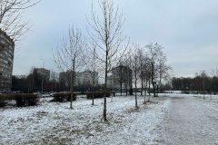 В Невском районе началась пересадка деревьев, попадающих в зону строительства Большого Смоленского моста