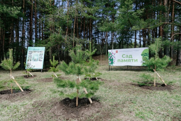 Посадка сосен в сквере Пограничников в Сестрорецке в рамках международной акции «Сад памяти»