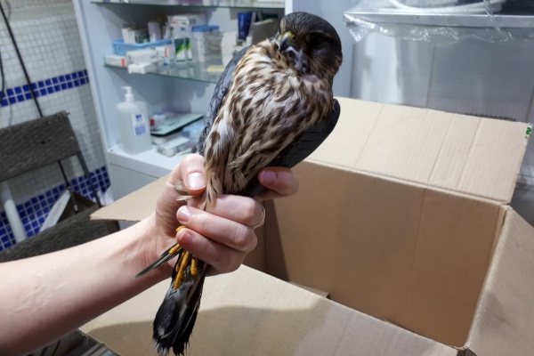 Экологическая служба помогла раненой хищной птице