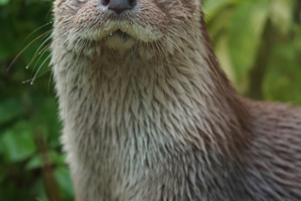 Новости Ленинградского зоопарка (04.10.2018)