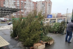 За последнюю неделю декабря от незаконных ёлочных базаров освобождено около 30 земельных участков в 9 районах города