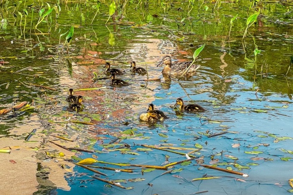 Утиные истории