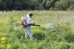 Очаги борщевика в районе будут ликвидированы