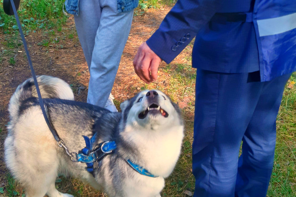 Владельцев домашних животных призвали к соблюдению закона