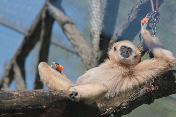 В жаркую погоду обитатели Ленинградского зоопарка перешли на легкую фруктовую диету