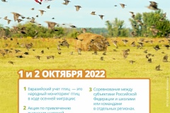 В первые выходные октября в Петербурге посчитают птиц