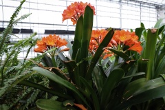 В этом году Петербург увеличит производство собственной рассады для цветочного оформления городских улиц и парков