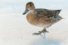 ЦПКиО им. С. М. Кирова стал одной из площадок всероссийской акции «Серая шейка»