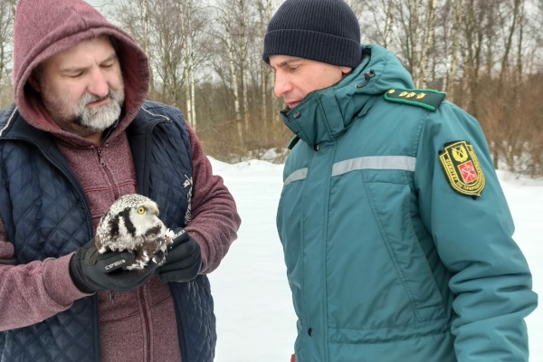 Всемирный день дикой природы отметили выпуском ястребиной совы