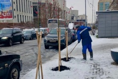 В Московском районе ведется активная подготовка зеленых насаждений к зимнему периоду