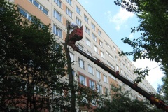Сухостой во Фрунзенском районе будут спиливать по графику