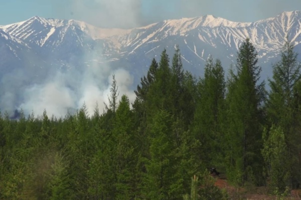 О сбережении лесов